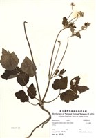 藏品(小白頭翁)的圖片